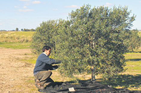 Cosecha de aceitunas en un establecimiento productor de olivas y aceite.