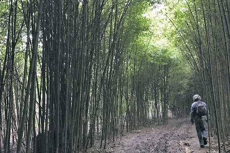 Ingresando por el túnel verde que forman los cañaverales a la vera del río. (Fuente: Graciela Cutuli)