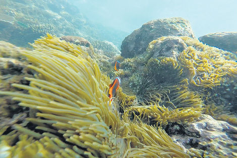 El arrecife de coral de Whitesand Beach esconde una amplia variedad de peces.