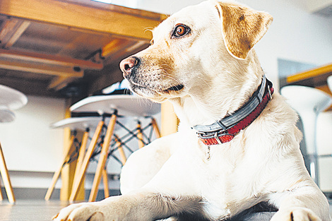 Para permitir el ingreso de animales en esos lugares, es precisa una nueva ley.