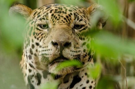 El linaje de lindos (y enormes) gatitos