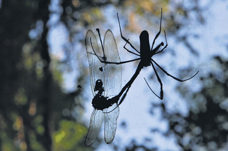 Un insecto en la telaraña: luces y sombras de la naturaleza. (Fuente: Gonzalo Martinez)