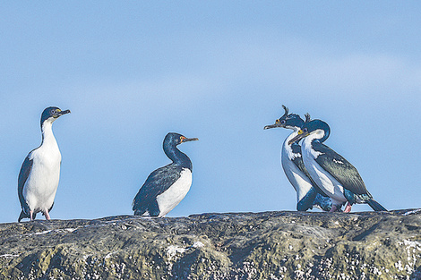 En las islas del Atlántico Sur encuentran casa y refugio los cormoranes. (Fuente: Guido Piotrkowski)