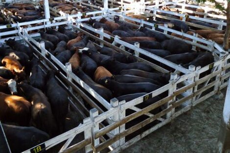 Con las vacas camino al Mercado Central