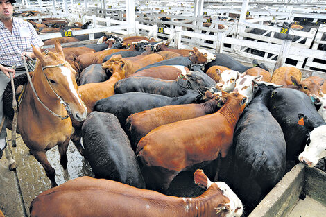 Con las vacas camino al Mercado Central