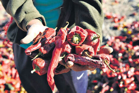 El rojo grana, color salteño por excelencia, se luce también en las laderas donde se secan los pimientos al sol. (Fuente: Ariel Mendieta)