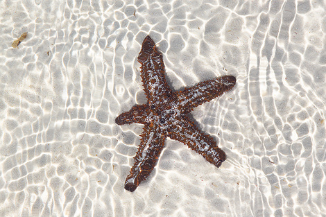 El agua transparente hace de estas playas un lugar perfecto para el buceo.