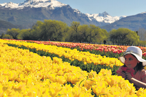 Como en Holanda, pero en la Patagonia, gracias a la plantación chubutense sobre tres hectáreas. (Fuente: Bruno Carimán/Trevelin)