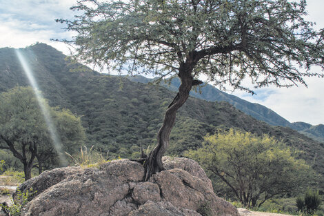 Un paisaje signado por la aridez rodea el sitio arqueológico más importante del Noroeste. (Fuente: Florencia Dopazo)