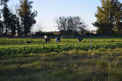 Agricultura sin agricultores