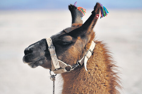 La llama, el medio de transporte y carga más tradicional del Noroeste, llega también a las salinas.