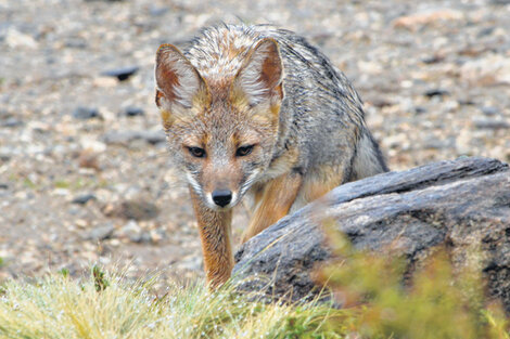 La fauna merlina se presta a las sorpresas: aquí con un zorrito a la vuelta del camino.