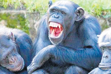 Monos sin derechos