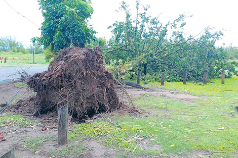 Arboles arrancados de cuajo y postes caídos por la tormenta.