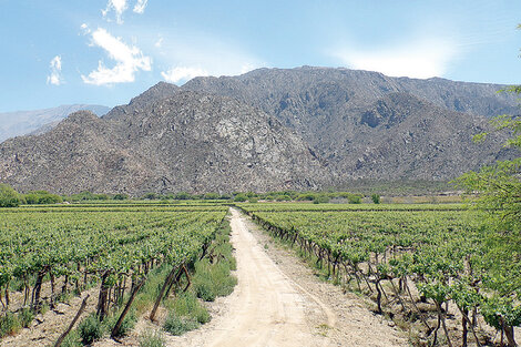 Viñedos de Cafayate, en Salta, entre los más altos del mundo. (Fuente: Tucumán Turismo)