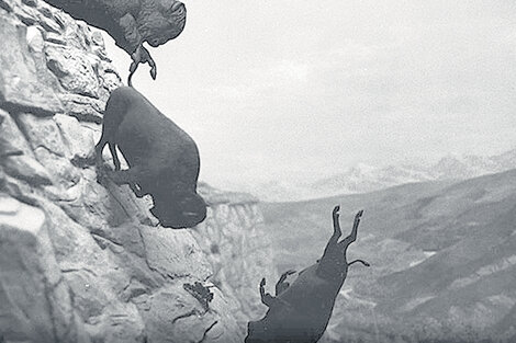 Untitled (Buffaloes) de David Wojnarowicz. Esta foto fue la tapa del simple “One” de U2 en 1989.