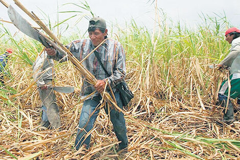 Cañeros contra petroleras