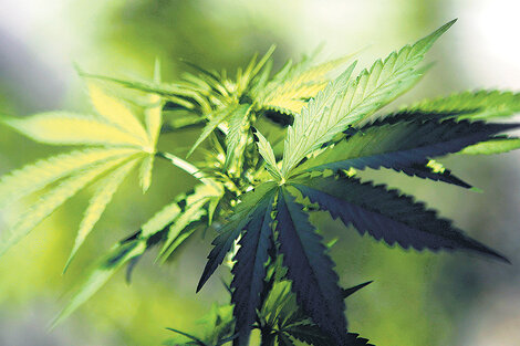 El autocultivo permite controlar la calidad de la materia prima con la que se elabora el aceite medicinal.