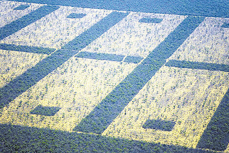 En Chaco, Santiago del Estero, Formosa y Salta la deforestación arrasó áreas protegidas.