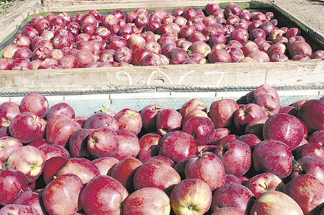 Barrera baja para manzanas y peras