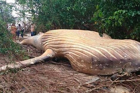 La ballena de diez toneladas fue encontrada en el Amazonas, lejos de su hábitat natural.