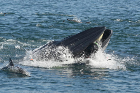 El momento en que la ballena engulle a Schimpf: se lo ve dentro de la boca, de costado, con las piernas afuera.