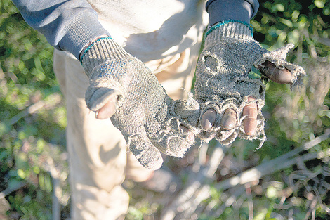 Explotación laboral en el sector rural