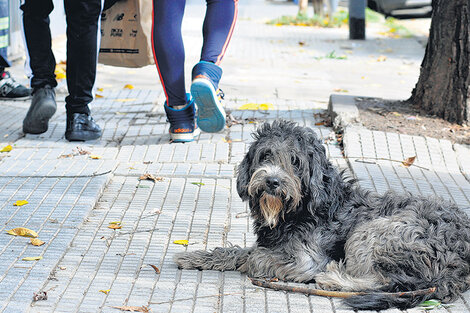 Perros (y gatos) de la calle