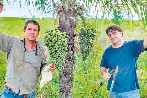 Una palmera que desafía a la soja