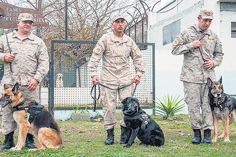 Perros pasados a retiro