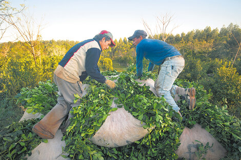 Los trabajadores golondrina reclaman acceder al  Ingreso Familiar de Emergencia 