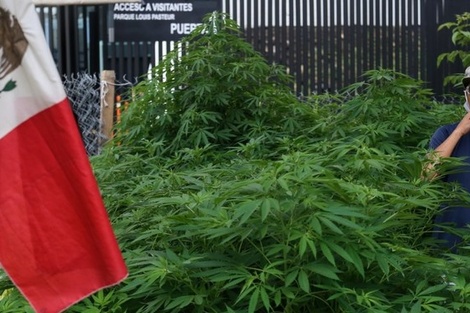 Un verdadero jardín de marihuana frente al Senado de México