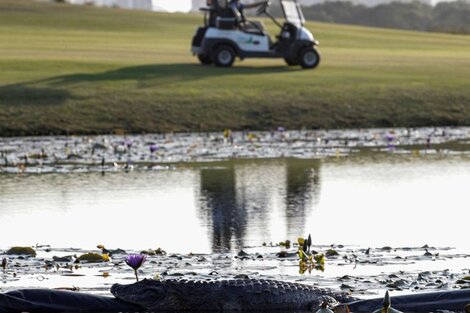 El campo de golf olímpico de Rio se llenó de animales salvajes