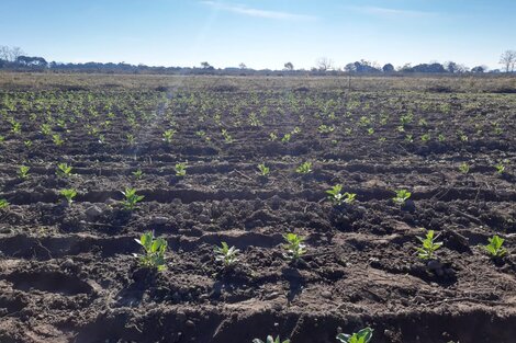 Rosario de Lerma: agricultores acuerdan con empresarios la producción hortícola