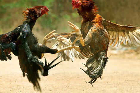 Armaron una riña de gallos en la cuarentena