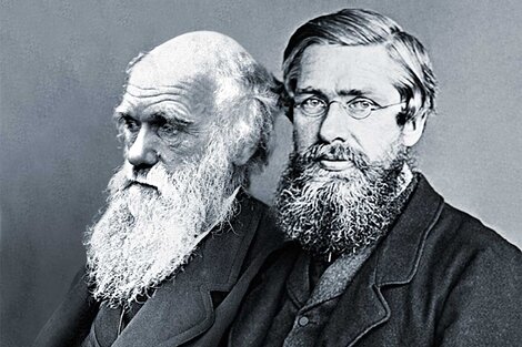 Wallace y Darwin, un camino compartido hacia la evolución