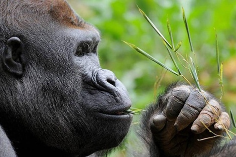 “Justicia por Rafiki”, celebran la condena de 11 años para el cazador del animal