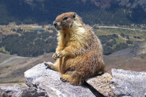 Consumo de marmota: Mongolia cerró sus fronteras por el peligro de la peste negra