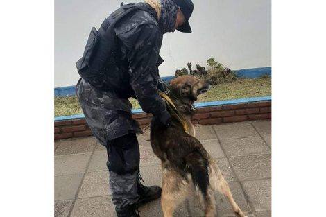 Yatel, el pastor alemán adiestrado por el trainer Marcos Darío Herrero.