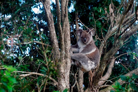 Los incendios en Australia afectaron a 3.000 millones de animales