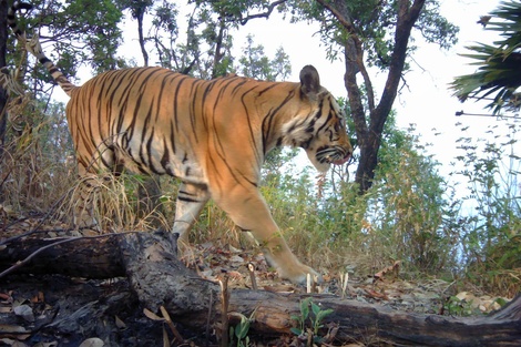 Día Internacional del Tigre: Tailandia celebra que logró duplicar su población