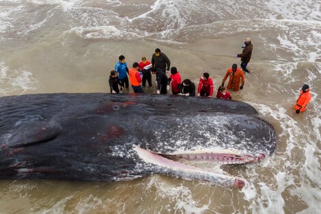 Una ballena murió varada en una playa de Santa Clara del Mar