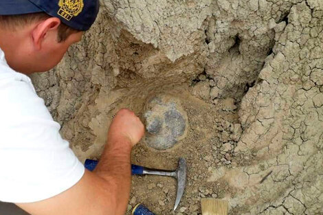 Hallaron restos de un perezoso gigante en Corrientes