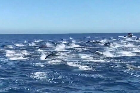 La increíble estampida de una manada de delfines en California 