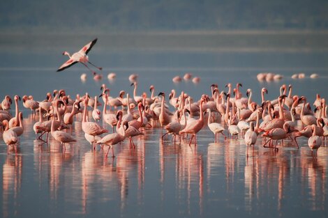 Reaparecieron los flamencos australes en la Laguna Setúbal