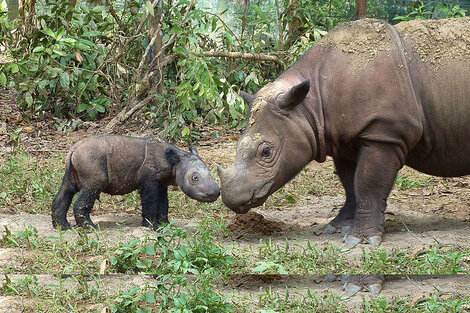 Científicos buscan clonar al rinoceronte de Sumatra