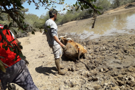 La sequía arrasa con las producciones en el Chaco salteño 