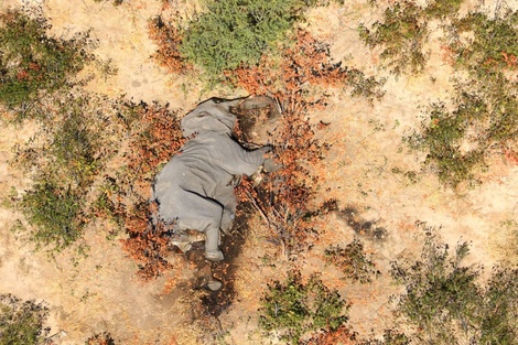 La muerte masiva de elefantes desconcierta a los especialistas en África