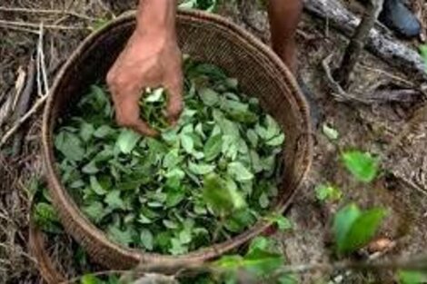 Se entregó coca decomisada en mal estado y a un solo pueblo originario