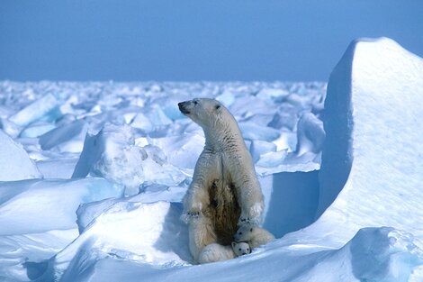 Calentamiento global: el casquete polar ártico registró su segundo nivel más bajo 